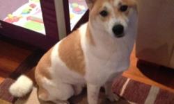 Hachi is a three and a half year old male Shiba Inu. He is not a pure breed being that his size and weight exceed the average Shiba Inu. Hachi is medium size and approximately 40 lbs. Unfortunately my husband and I no longer have the time and attention
