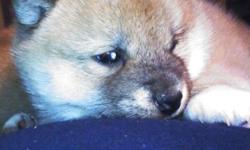 AKC registered Red male Shiba Inu puppy born February 7th.