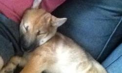 Little 4 month old orange Shiba inu male puppy is out for sale. He is pretty playful, energetic, healthy, and really friendly. I have moved to a studio apartment and am spending most of my time out with my job. That's why I need to say goodbye to him and