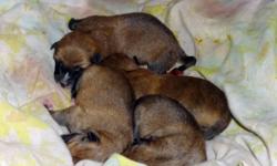 Newborn shiba-inu/sheltie mixes. We have four of the most adorable pups you can imagine. Both parents on site. Father is a purebred shiba-inu. The mom is a shiba-inu/sheltie mix. Pups will be ready in 3 weeks (right around valentines day) For more