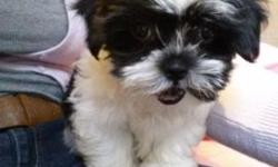 Adorable bichon frise/shih tzu pups! a.k.a Teddy Bear or Shichon! I have one white boy and one brindle/white girl available, they are 8 weeks old and come with all of their shots and worming up to date and a written health guarantee. Shichons are great