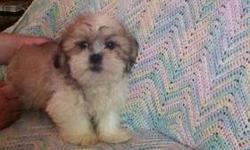 I have 2 male 1/2 shih tzu & 1/2 Lhasa-apso puppies available. 9 weeks old. Raised with parents in our home. Have first set of shots. Call 570-436-3792
This ad was posted with the eBay Classifieds mobile app.