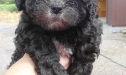 This handsome little fellow is looking for his new forever home. His mom is a soli gold purebred Shih Tzu, his dad is a solid black purebred Poodle. This is a 3rd breeding of these 2 parents, and each litter of pups has proven consistently healthy,
