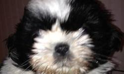 Beautiful Shih-Tzu pup black and white great personality shots,wormed,papers given.parents in premises home raised I DO NOT SHIP MY PUPPIES ANYWHERE YOU NEED TO SEE THEM IN PERSON BEFORE PURCHASING ONE!CALL ANNA MARIE 845-629-3247 hope to hear from you