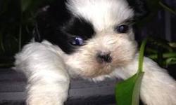 1male and a female shih-tzu left, home raised ,baby doll faces ,great personalities ,very social,shots,wormed and registered,Call Anna Marie for more info.Thank you! I DO NOT SHIP MY PUPPIES ANYWHERE YOU MUST SEE THEM IN PERSON......SERIOUS INQUIERIES