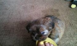 Male Shih tzu puppy. Born march 7th. Very cute and playful.