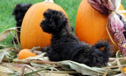 Fun Loving, Silly, Happy Shih A Poo's -- Three all black Shih A Poo's availabe. These little guys are Vet checked, Vaccinations up to date and One Year Health Guaranteed. Non Shedding - Hypoallergenic!!They come with one month application of Frontline
