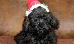 Fun Loving, Silly, Happy Shih A Poo's -- One all black Shih A Poo's that will not reach more then 10 pounds are availabe. This little guy ise Vet checked, All Required Vaccinations and One Year Health Guaranteed. Non Shedding - Hypoallergenic!! This
