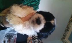 Born : 5/17/2016
Sex : male
Breed: shih tzu / poodle
1st shots and dewormed
Ready for loving home