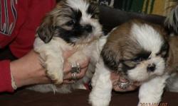 only 1 pure bred Male Shih Tzu Left . were born 12-26-12 Tri-color
Tan, white and black. there so cute. already to go
had vet visit with 1st set of shots
Any interests, or questions, Let me know!
Thank you asking $500. CALL VAL 845-505-1462