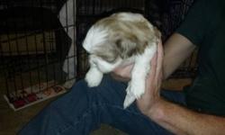 1 Males and 1 females Purebred shih tzu akc registerable, vet checked. First shot ,dewormed ,born 9/25/12 , need to be 8 weeks old. Call for more information 315 719 2074 only 2 livers left. Waiting for their forever homes.