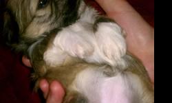 We have five beautiful Shih tzu puppies, born on 11/12/12. They're cute, cuddly, playful, and all have their own unique personalities already.
We are only taking deposits at this time. No rehousing until after 1/1/13.