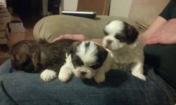 2 males tri colored liver puppies born 11/29/12 . Veterinarian checked, first shot, dewormed and with health certificate and AKC registerable purebred shih tzus. The 2 last picture s are most recent. They are like twins full of energy.