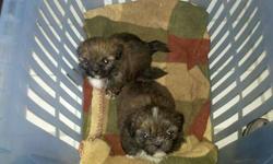I have three pure bred shih tzu puppies looking for homes they will be ready in two weeks taking deposits now all little boys,rare colors, great temperament, eating food now they have been held since day one so very lovable. Email if you are interested