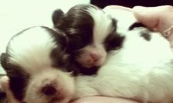One male black and white pure bred shih tzu ready for his new home. He is a smaller size comes with first shots and wormed. Asking rehoming fee of $400 he is super sweet and loving raised in the living room, email, text, or call
This ad was posted with