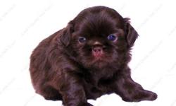 This Chocolate and White Liver puppy is one of a litter of 4 babies, born 9-30-12 . It is offered with Limited AKC. All our puppies are sweet, home raised, well socialized babies. Full AKC available to the right circumstances. Check all of the terms and