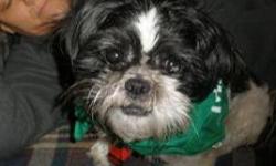 Shih Tzu - Carlson - Small - Adult - Male - Dog
When Carlson was picked up by the Dog Control Officer, he was a matted mess. He's been shaved and cared for, and now he's ready to find a happy home.
CHARACTERISTICS:
Breed: Shih Tzu
Size: Small
Petfinder