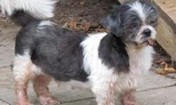 Shih Tzu - Cassidy - Small - Adult - Female - Dog
I'm Cassidy, an 8 year old Shih Tzu! I weigh about 15 lbs. I get along with all the other dogs, but I am not potty trained yet. I am trying really hard, but I just don't really get it. I LOVE attention and