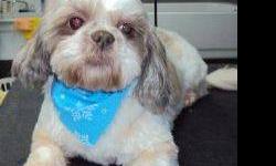 Shih Tzu - Chloie - Small - Adult - Female - Dog
My name is Chloie! I'm about 8 years old now, a Shih tzu who came from a backyard breeder. I am still a work in progress and trying to learn everything no one taught me. I love to play with everyone though!