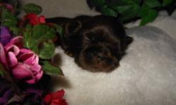 AKC Champion lines. PET PRICE ONLY. 800 with papers.
Dark chocolate brown.
Will be seen by a vet for his shots and wormings.
Health guarantee.
Raised in a playpen NOT a kennel. Socialized with children.
8 weeks at the end of March. Small deposit to hold.