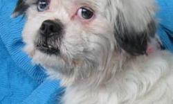 Shih Tzu - Isabella Elizabeth - Small - Adult - Female - Dog
No More Puppies for Me!
Isabella was born about and weighs about 15 lbs. She is one of our Elizabeth Collection and they are named after the five most popular girls name in 2012. This girl is
