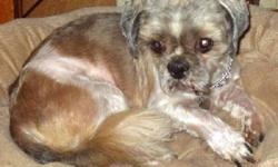Shih Tzu - Kayla - Small - Adult - Female - Dog
Small adult female Shih Tzu, Kayla is a 6 year old maybe Shih Tzu, with maybe Poodle and maybe Yorkie. My husband the vet is voting Shih Tzu. Kayla's story is told in her multiple videos. Her embedded video