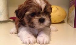 Shih Tzu Mix Feamle very tiny girl, 14 weeks old all puppy shots Mom is a 5 pound Shih Tzu very sweet and loving Chocolate and white, Please call 631-707 -0571 400.00 phone calls only please