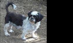 Shih Tzu - Mollie And Harry - Small - Adult - Male - Dog
This pair must stay together. Best friends..cute as can be
CHARACTERISTICS:
Breed: Shih Tzu
Size: Small
Petfinder ID: 24555141
ADDITIONAL INFO:
Pet has been spayed/neutered
CONTACT:
Forgotten