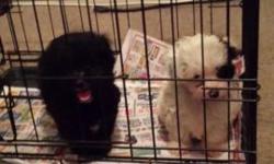 Shih-Poo puppies. 2 males. Vaccinated. Health records. Health warranty. Paper and pee pad trained. 3 months old. 450 fee.