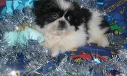 3 male shih tzu puppies for sale. One black and white. One solid black with white markings. The last one is gold with black mask. They are wormed and vaccinated up to date. They are pure bred and registered. They were born 10-11-12 and will be ready