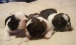2 males and one female for sale
Born May 26th 2013
$600 each firm
will have first shots and dewormed
mother is 7/8 ths and father is purebred
$200 deposit with $400 due at pickup
NO DELIVERY AVAILABLE
315-585-0027 or [email removed]