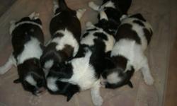 Shih Tzu puppies one week old, will be ready for Christmas , shots, wormed, all males, black and white and brown and white. Deposit will hold. Call 585 285 5095. One female left.
