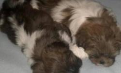 3 of the most Adorable MALE puppies are looking for new homes. These puppies are all Tri-colored, healthy, fluffy and spoiled. Puppies are very social and love to be played with and cuddle. Puppies are pure bred, but there are not papers. Parents and