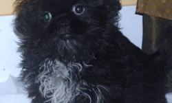 Pure bred male shih tzu. Up to date with vaccinations and wormings. Good for a family with children or other pets.Born 10/11/12 and ready for his new home.
