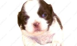 This Liver and White puppy is one of a litter of 4 babies, born 12-8-12 . It is offered without AKC papers. All our puppies are sweet, home raised, well socialized babies. PD00543. Check all of the terms and conditions on our Website www.AEQST.com
