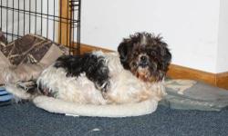 Shih Tzu - Scooby - Small - Adult - Male - Dog
Meet Scooby, a 6 year old Shih Tzu mix. He is very overweight and on a diet, but is already starting to lose weight. He has a skin issue we are working on with the vet! He is neutered, up to date with shots,