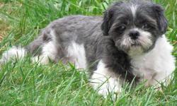 Shih Tzu - Sydney - Small - Adult - Female - Dog
Sydney is an 8 year old Shih Tzu who is very sweet! She gets along great with other dogs. She sleeps on the big bed at night, and her potty training is a work in progress. I taught her to use the ramp to go