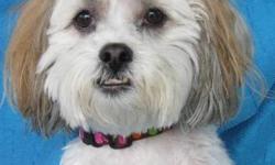 Shih Tzu - Sydney - Small - Adult - Female - Dog
I'm Cute & Bouncy!
Sydney was born September 23, 2007 and weighs about 18 lbs. She's cute as a button in her flowing blond and white coat with her tail wiggling as she walks. She adores her humans and is