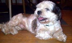 Shih Tzu - Whitey - Small - Young - Male - Dog
Whitey is a young male tzu mix who has had a rough start. He apparently was not soicalized much or was abused as he is afraid of men. He does warm up, but when first meeting men, he has his guard up. He gets