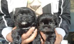 1 male
Adorable, healthy playful puppies
1 shots
De wormed
Little cuddle babies
Mom is pure bred shih tzu (black)
Dad is purebred yorkie ( black , tan with a little white)
They will be 8 weeks on 9/27
First pictures is the girls
Puppy pad trained