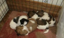 Shih Tzus male, shots, wormed, call end of June, deposit will hold. 585 285 5095