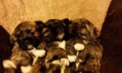 3 female shihpoo puppies born on December 1st. Are ready for adoption on February 1st.