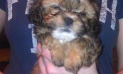 Adorable puppies. Variety of colors. 8-10 pounds full grown. Vet Certified healthy. Family Raised. Call 585-356-4717.