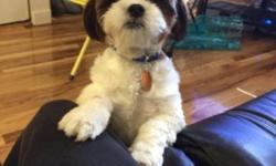 9 month old shihtzu pup had him for a few months has all his shots just need a new home! Selling because my wife is expecting and the dog is giving her allergies and making her pregnancy bad! White and brown loving pup just turned 9 months. Very sad to