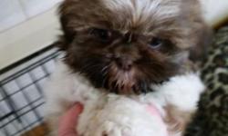 Aca shihtzu puppies one male one female. First shots, de-worming, and grooming done. Cute little babies. Call for more info. Ready to go. $500.00 607-621-6056.