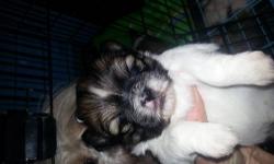 SHIHTZU Pups 8 weeks males or female ,1st shots dewormed and vet checked healthy and normal. raised in my home and parents r on property.
all colors avalible. ready to go . 400$ each. Paper trained. and loved. call or text for pics. (607)