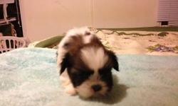 Shihtzu pups gorgeous coats , gold/white and black/tan white boys and girls Health Guaranteed. Wormed several times ,vet checked and first shots. Socialized puppies in livingroom . Parents tested for genetic problems every year. Kidney dysplasia and blood