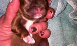 Cute as a button!
1 male, AKC. Will be 8 weeks old and ready to go, May 18th,2013.1st shots, deworming. And vet checked. Started on peepeepads.
Raised in my home. I feed FrommFamilyFood. All natural foods. Going home puppy package included. Go to
