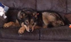2 left Shiloh shepherds 1 boys 1 girl family raised 6 weeks old almost 7. First shot and wormed raised with children and other animals. Wonderful temperament but can be protective specially over woman and children. More info call or text 585-403-6164
