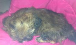 Pure bred shih tzu beautiful color will be 8 weeks tomorrow looking for his forever home. He is not registered
This ad was posted with the eBay Classifieds mobile app.